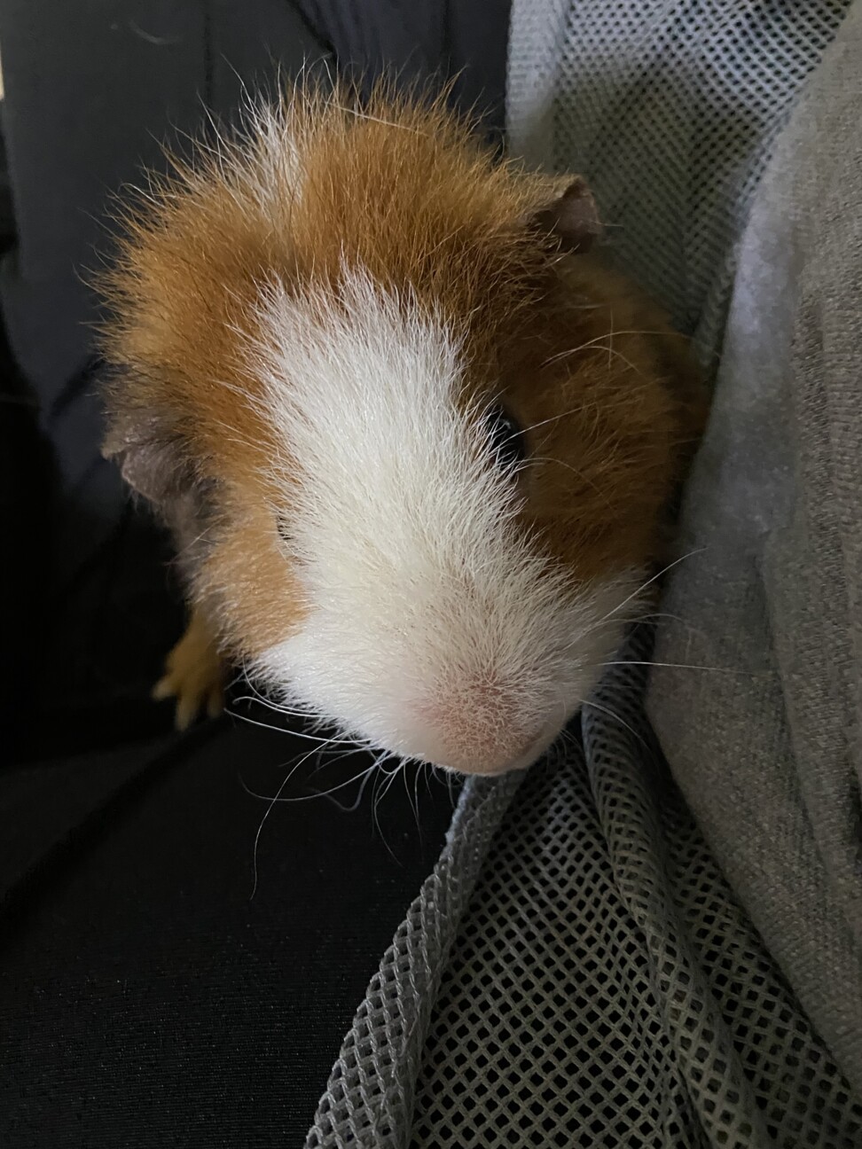 モルちゃん2匹で飼ってくれる方大募集！ サムネイル7