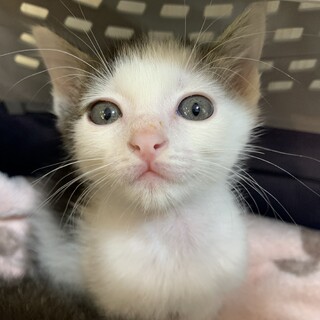 家族が出来ました♡七三模様が可愛い白黒子猫♂