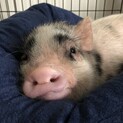 マイクロブタちゃんです