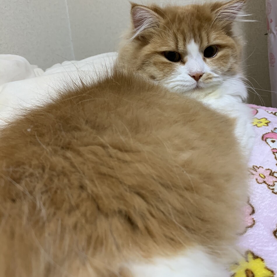 ココのカバー写真