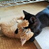 可愛い盛りの子猫兄妹　生後２カ月８００ｇ。 サムネイル6