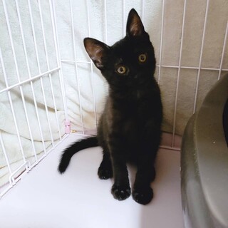 家族が出来ました♡推定2ヶ月☆黒キジ♂少々慎重派