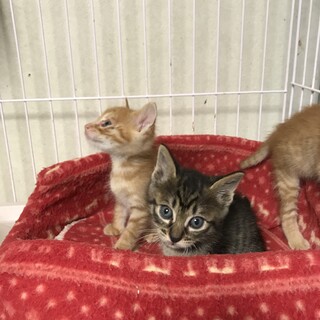 入園ニャン、いっぱいです(๑>◡<๑)