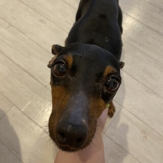 恥ずかしがり屋さんなミニピン、おんぷちゃん♪