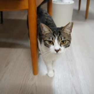 ビビリだけど人が大好き遊びも大好きなニャンコさん