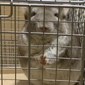 チンチラ♀︎里親を探しています