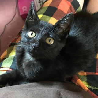 膝から下りない甘えん坊な黒ちゃん☆動画あります