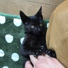 膝から下りない甘えん坊な黒ちゃん☆動画あります サムネイル3