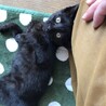 膝から下りない甘えん坊な黒ちゃん☆動画あります サムネイル4