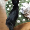 膝から下りない甘えん坊な黒ちゃん☆動画あります サムネイル6