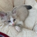 可愛いシャム風長毛の男の子