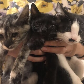 黒・白黒・サビの3兄妹！生後3ヶ月