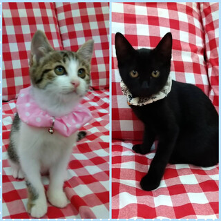 可愛い仲良し☆２匹一緒に♪