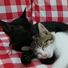 可愛い仲良し☆２匹一緒に♪ サムネイル2