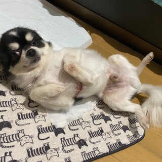 西東京市の犬の里親募集情報まとめ ペットのおうち 月間利用者150万人