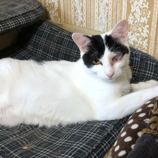 甘えん坊の片目のイチちゃん☆