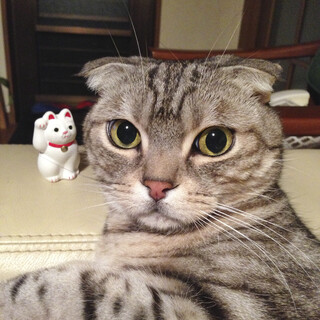 スコテッシュの里親募集します！