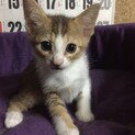 変わった毛色の男の子