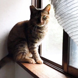 人の側にいたいムギワラちゃん☆動画あります