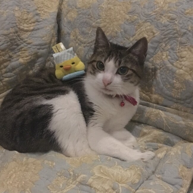 こっこにゃこのカバー写真