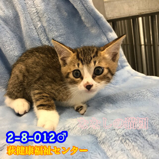 里親様決定☆可愛いお顔の茶白君 012