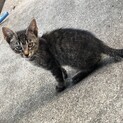 幸せになって欲しいです＊人懐こい子猫さん