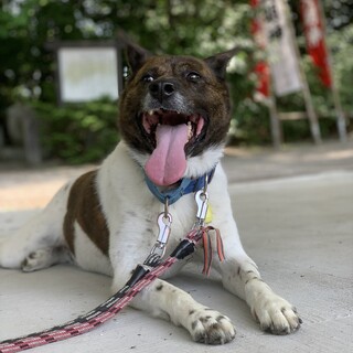 長く保健所にいます。家族として迎えてください。