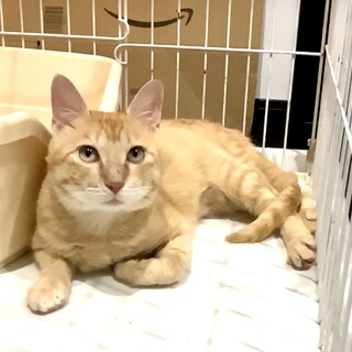 ⭐︎緊急⭐︎飼主さんに先立たれた猫ちゃん　きなこ