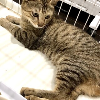 ⭐︎緊急⭐︎飼主さんに先立たれた猫　くろごまちゃん