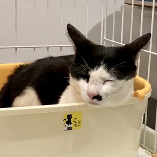 ⭐︎緊急⭐︎飼主さんに先立たれた猫　おにぎりちゃん