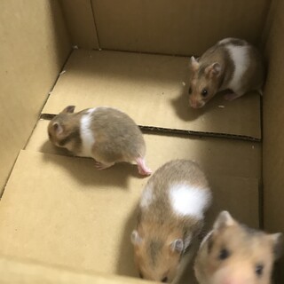 ゴールデンハムスター  　赤ちゃん　元気いっぱい