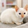 【動画】美しいブルー目の白猫ちゃん・男の子♂ サムネイル2