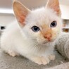 【動画】美しいブルー目の白猫ちゃん・男の子♂ サムネイル5