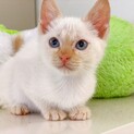 【動画】美しいブルー目の白猫ちゃん・男の子♂