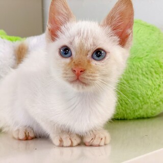 【動画】美しいブルー目の白猫ちゃん・男の子♂