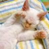 【動画】美しいブルー目の白猫ちゃん・男の子♂ サムネイル3