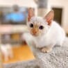 【動画】美しいブルー目の白猫ちゃん・男の子♂ サムネイル7