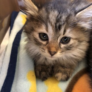 ありがとうございました★ふわふわ笑心ちゃん