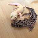 人によく慣れたレオパ二匹（メス）同時里親様募集