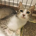 キジ白さん（怪我で左後ろ足のつま先がありません）