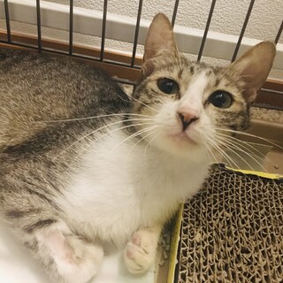 キジ白さん（怪我で左後ろ足のつま先がありません）