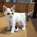 元気で人懐っこいオスの子猫です！