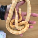 とてもおとなしいコーンスネークバターの里親様募集