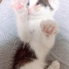 とっても人懐っこい黒白の男の子です。 サムネイル5