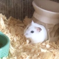 もちこ