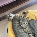 子猫みくちゃん