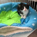 可愛いハチワレちゃん