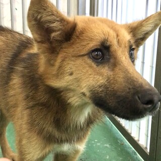 大人しい若犬、くんくん君