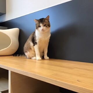 【ちゃーちゃん】のんびり甘えん坊の男の子