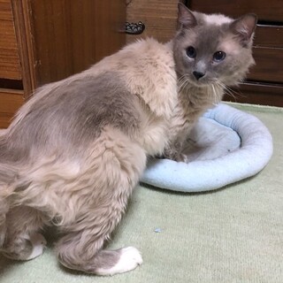 ウルフだよ、静かに見守って！！